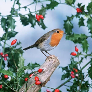 Holly and Mistletoe Metal Print Collection: Robin - with Holly & Rosehips