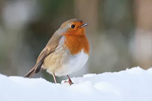 Robins Photographic Print Collection: Robin - Single adult robin perching in the snow. England, UK