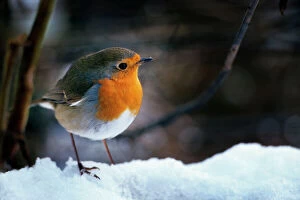 Robins Framed Print Collection: Robin - On snow