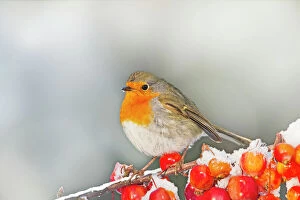 Robins Pillow Collection: Robin - on snow covered crab apples - Bedfordshire UK 8912 Digital Manipulation