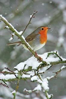 European Robin Collection: Robin - by snowfall in winter Lower Saxony, Germany