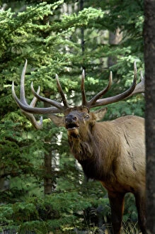 Canadian Rocky Mountain Parks Metal Print Collection: Rocky Mountain Elk - bull bugling - Autumn - Jasper National Park - Northern Rockies - Wapiti