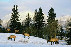 Canadian Rocky Mountain Parks Photo Mug Collection: Rocky Mountain Elk - Winter. Candadian Rockies. ME628