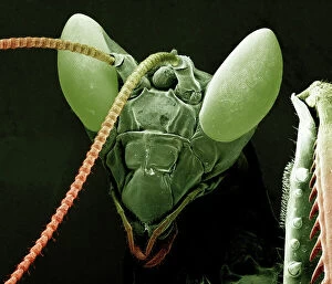 Related Images Collection: Scanning Electron Micrograph (SEM): Praying Mantis - Magnification x 30 (if print A4 size: 29)