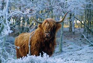 Highland Cow Photographic Print Collection: Scottish Highland Cow - in frost