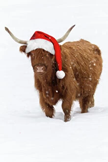 Related Images Collection: Scottish Highland Cow - standing on snow wearing Christmas hat