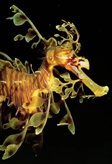 Mimicry Collection: Sea Horse / Leafy Seadragon - endemic to South Australian waters. Fm: Syngnathidae