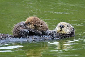 Mother And Young Collection: Sea Otter - mother carrying young (under three weeks) pup - Monterey Bay - USA _C3A5900
