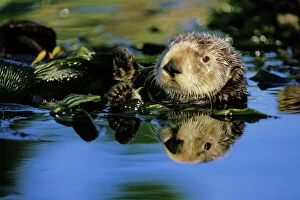 Seaweed Collection: Sea Otter - resting in kelp bed California, USA
