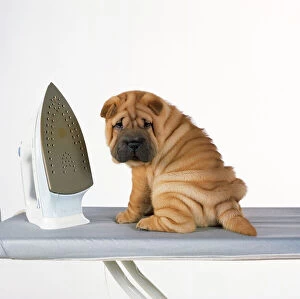 Dogs Pillow Collection: Shar Pei Dog - puppy with iron on ironing board