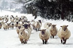 Sheep Jigsaw Puzzle Collection: Sheep - Cross Breds in snow. Herefordshire, UK