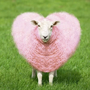 Valentine's Day Metal Print Collection: Sheep - Ewe - pink heart shaped wool Digital Manipulation: turned pink - shaped heart - general