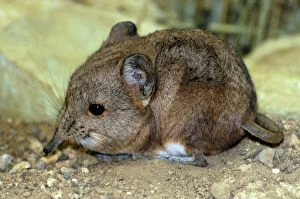 Rodent Collection: Short-eared Elephant shrew