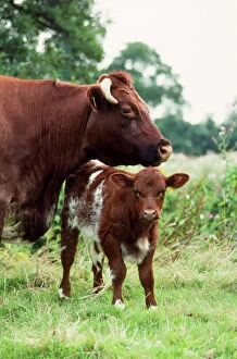 Related Images Fine Art Print Collection: Shorthorn Cattle - cow & calf