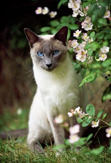 Cat Mouse Mat Collection: Siamese Blue Point Cat - sitting in garden