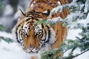 Wild Cat Canvas Print Collection: Siberian / Amur TIGER - close-up of face
