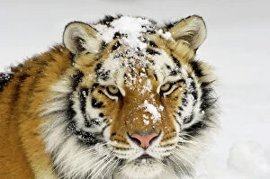 Wildlife art Framed Print Collection: Siberian Tiger / Amur Tiger - in winter snow. CXA0613
