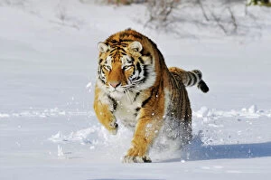 Tiger Canvas Print Collection: Siberian Tiger / Amur Tiger - in winter snow. C3A2288