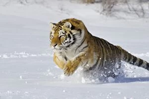 Tiger Photo Mug Collection: Siberian Tiger / Amur Tiger - in winter snow C3A2292