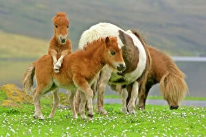 Postcard Canvas Print Collection: Skewbald Shetland Pony funny foals on pasture Central Mainland, Shetland Isles, Scotland, UK