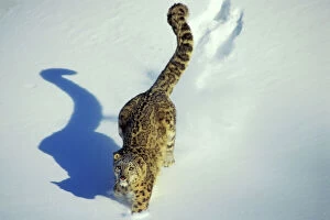 Snow Leopard Collection: Snow Leopard - Endangered Species, walking through the snow, tail up, with shadow, 4Mr345