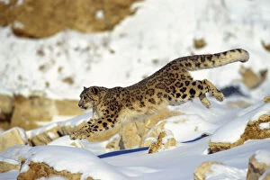 Snow Leopard Poster Print Collection: Snow Leopard - Running through snow with rocks behind. 4MR335