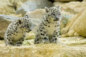 Leopard Metal Print Collection: Snow Leopards - cubs