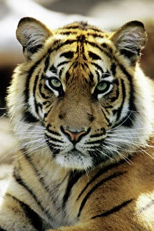 Bavaria Canvas Print Collection: Sumatra Tiger - portrait, Bavaria, Germany