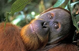 Sumatran Orangutan Mouse Mat Collection: Sumatran Orangutan - male Bukit Lawang - Gunung Leuser N. P. - Sumatra - Indonesia