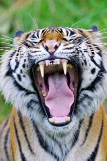 Wildlife paintings Fine Art Print Collection: Sumatran Tiger - with mouth wide open _C3A1592