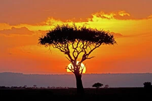 Landscapes Pillow Collection: Sun setting behind umbrella Acacia tree Maasai Mara North Reserve Kenya