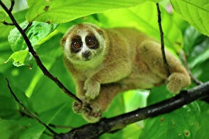 Primates Premium Framed Print Collection: Sunda Slow Loris - Gunung Leuser National Park - Northern Sumatra - Indonesia