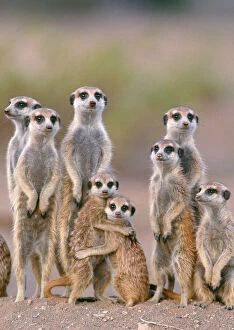 14 Feb 2006 Glass Frame Collection: Suricate / Meerkat - family with young on the lookout at the edge of its burrow
