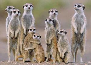 Desert Mouse Jigsaw Puzzle Collection: Suricate / Meerkat - family with young on the lookout at the edge of its burrow