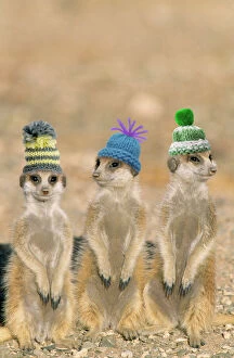 Seasonal Collection: Suricate / Meerkat - wearing woolly hats. Digital Manipulation: Hats (Su)