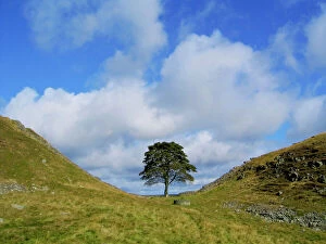 Landscape paintings Canvas Print Collection: Sycamore Tree - Sycamore Gap - Hadrian's wall - UK