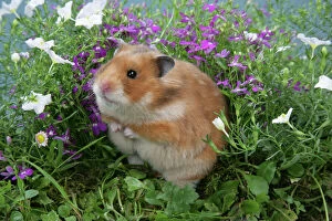 Related Images Collection: Syrian Hamster in flowers