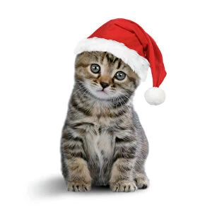 Related Images Photo Mug Collection: Tabby Cat - kitten wearing Christmas hat Digital Manipulation: Christmas hat JD