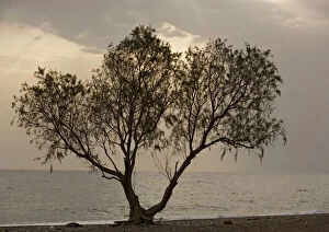 Gibbon Pillow Collection: Tamarisk tree, by the sea. Chios, Greece
