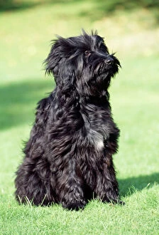 Terrier Collection: Tibetan Terrier Dog