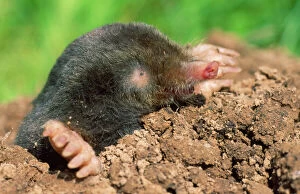 Nests Collection: Mole