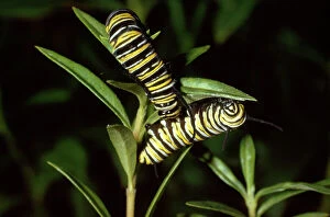 Related Images Fine Art Print Collection: Wanderer / Monarch / Milkweed Butterfly - caterpillar