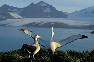 Related Images Fine Art Print Collection: Wandering Albatross - Courtship display - Albatross Island - South Georgia - Antarctica JPF30636