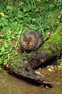 Riverbank Collection: Water Vole