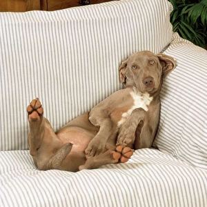 Weimaraner Pillow Collection: Weimaraner Dog - lying on sofa