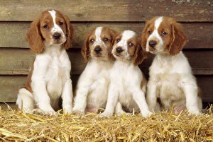 Barns Collection: Welsh Springer Spaniel Dog - puppies
