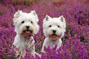 John Field Photo Mug Collection: West Highland Terrier Dog - pair, sitting in heather