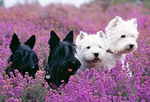 John White Collection: West Highland White & Scottish Terriers - x4 in heather