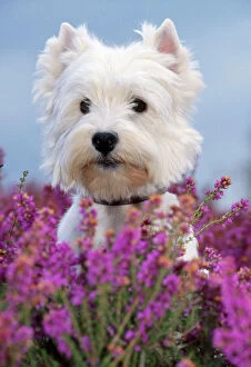 John White Canvas Print Collection: West Highland White Terrier Dog
