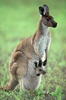 Related Images Fine Art Print Collection: Western Grey Kangaroo - mother & joey in pouch - Australia